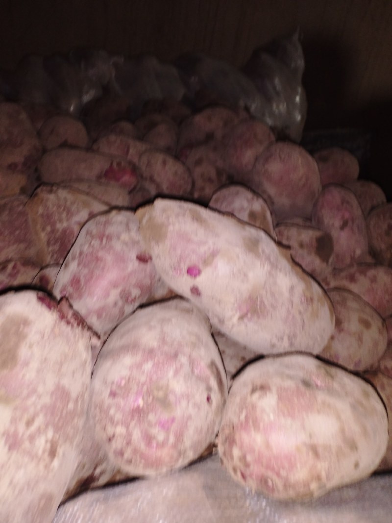 宁夏固原西吉红皮土豆现货现装，杜绝一切不良行为，诚信经营