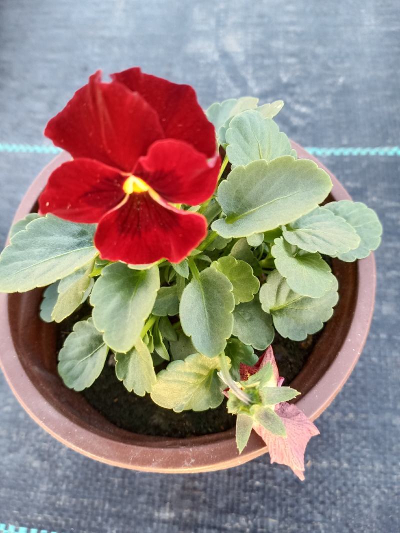 观花植物，基地直发，开票