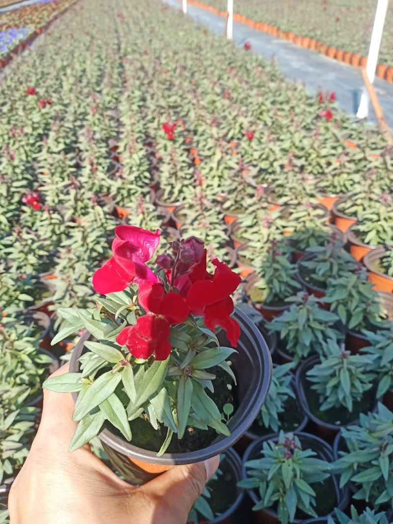 观花植物，基地直发，开票