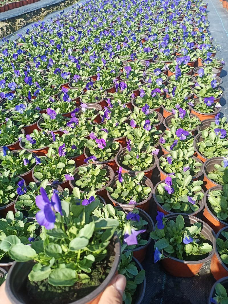 观花植物，基地直发，开票