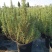 观花植物，基地直发，开票