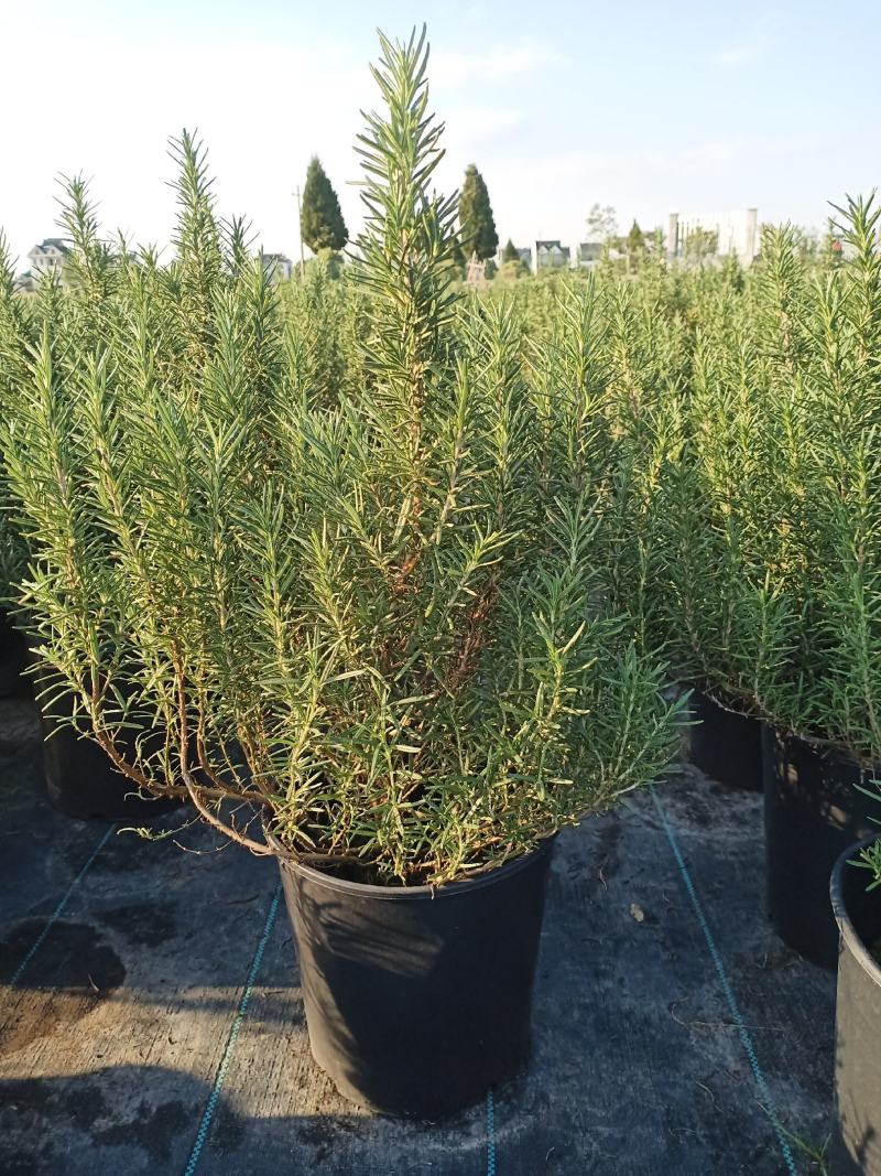观花植物，基地直发，开票