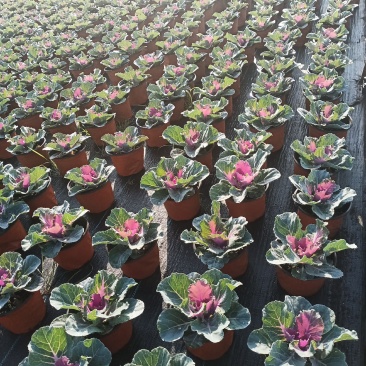 观花植物，基地直发，开票