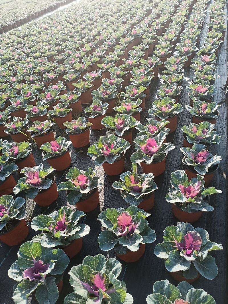 观花植物，基地直发，开票