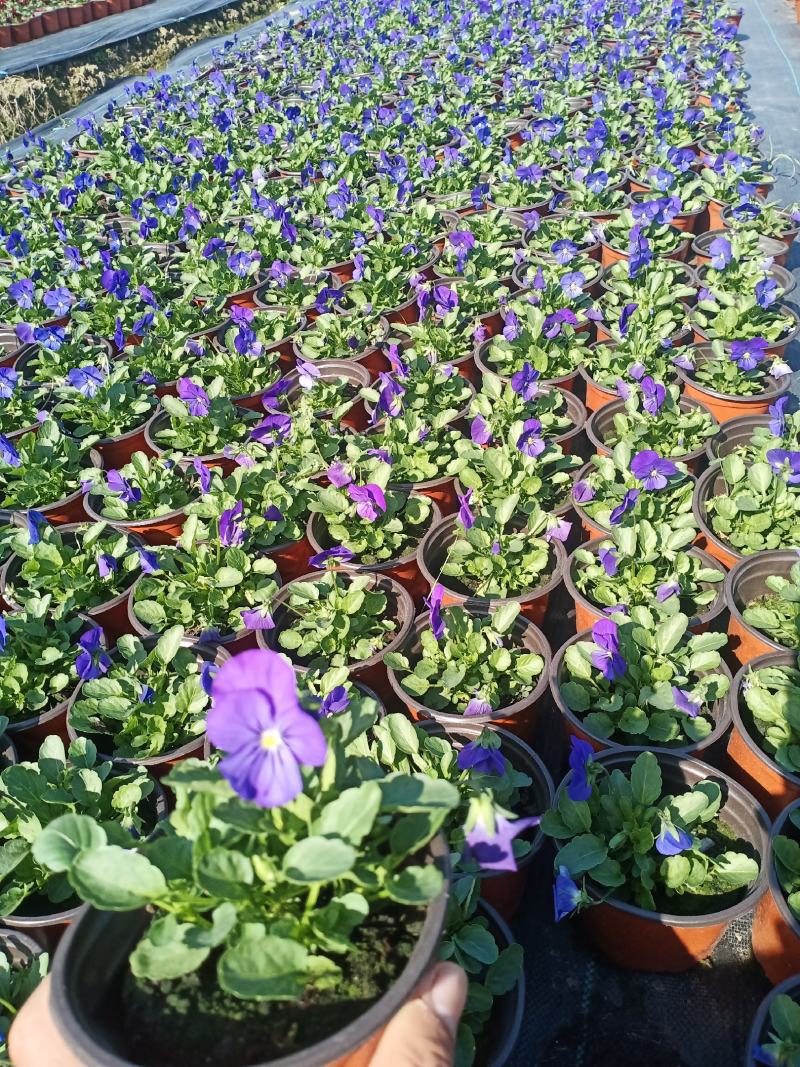 观花植物，基地直发，开票