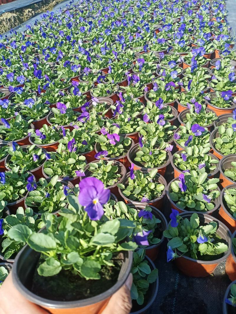 观花植物，基地直发，开票