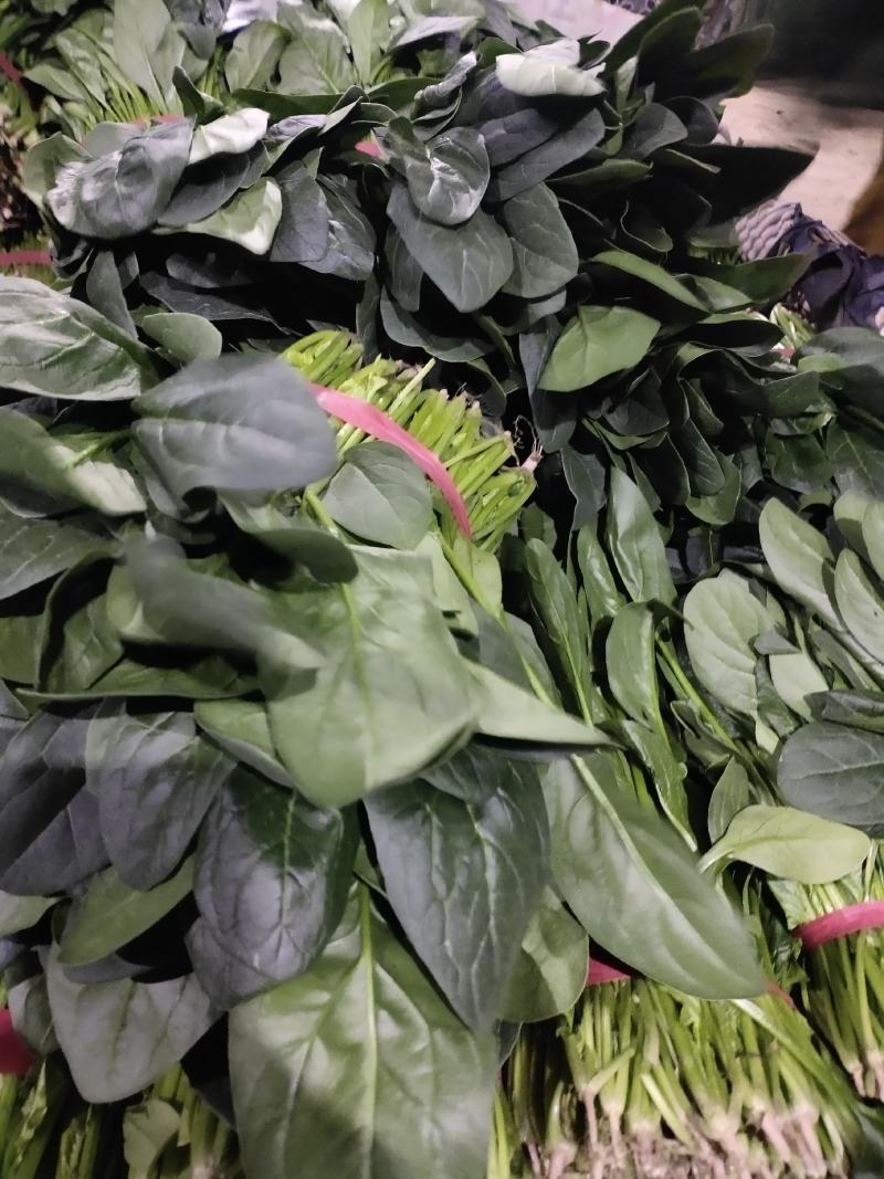精品大叶菠菜大量上市中，质量优良，按需加工，原产地直发。