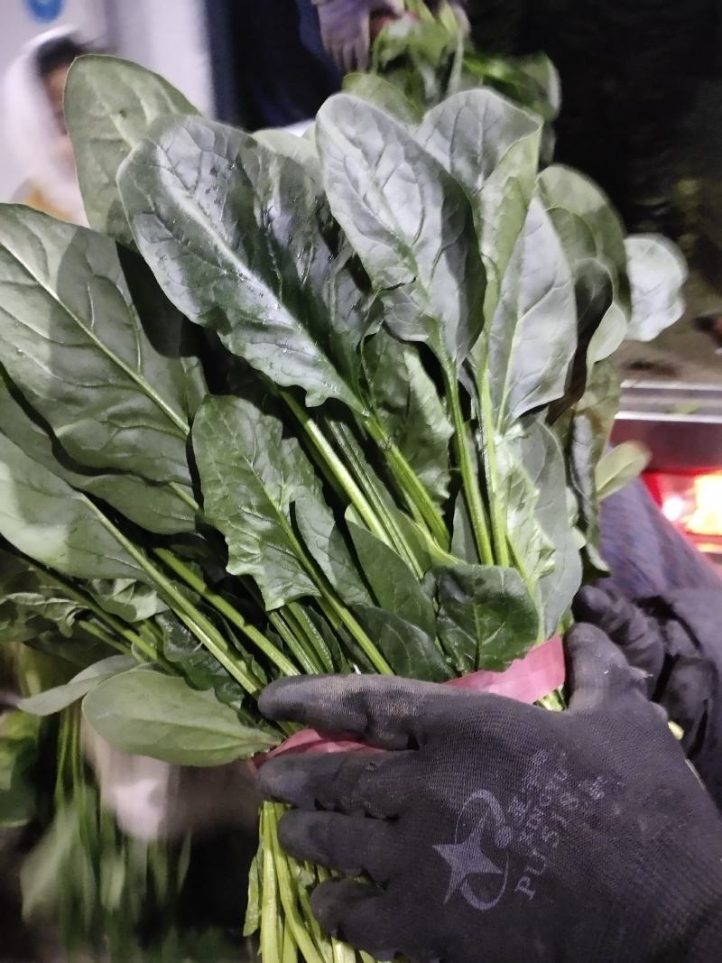 精品大叶菠菜大量上市中，质量优良，按需加工，原产地直发。