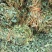 鸡骨草带叶扎把青绿鸡骨草支持线上交易