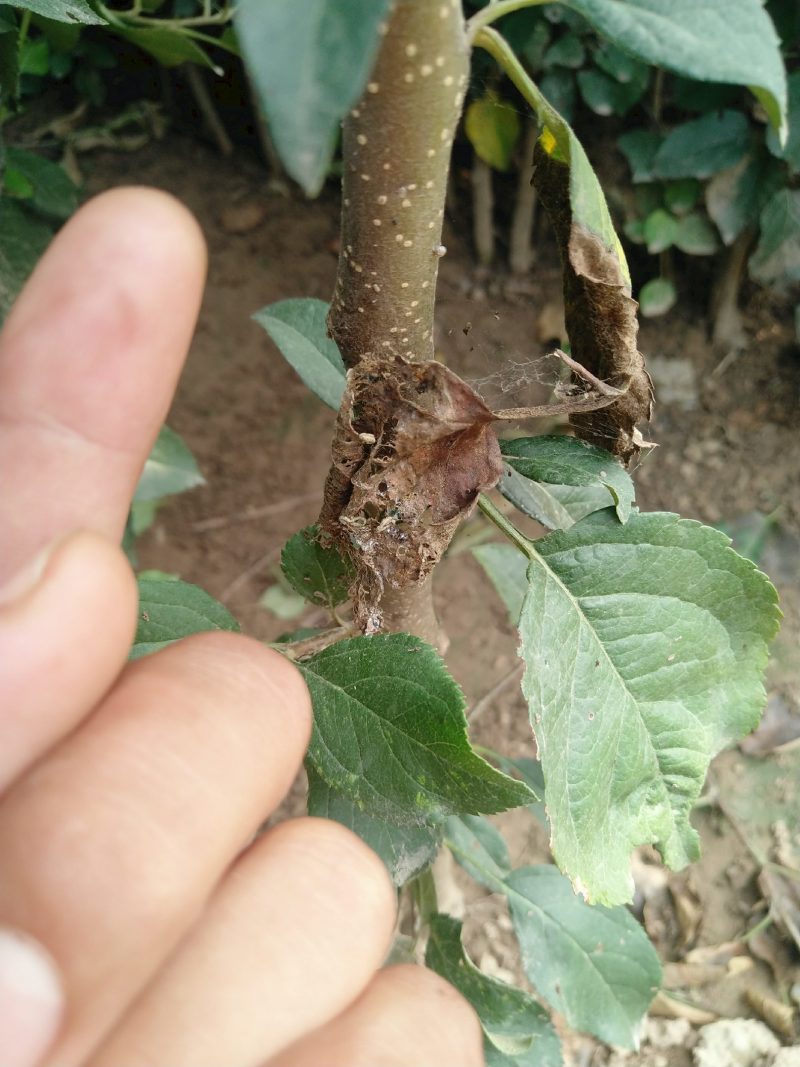 苹果树苗红富士苹果苗短枝长枝