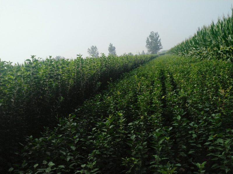 苹果树苗红富士苹果苗短枝长枝