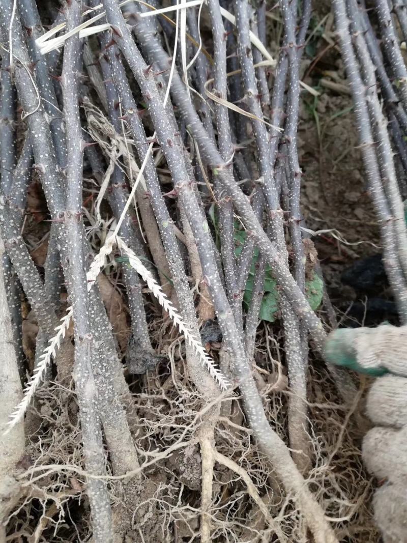 花椒树20~30cm一年苗二年苗保品种