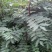 花椒树20~30cm一年苗二年苗保品种