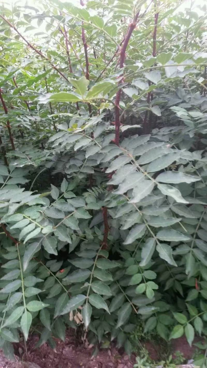 花椒树20~30cm一年苗二年苗保品种