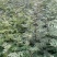 花椒树20~30cm一年苗二年苗保品种