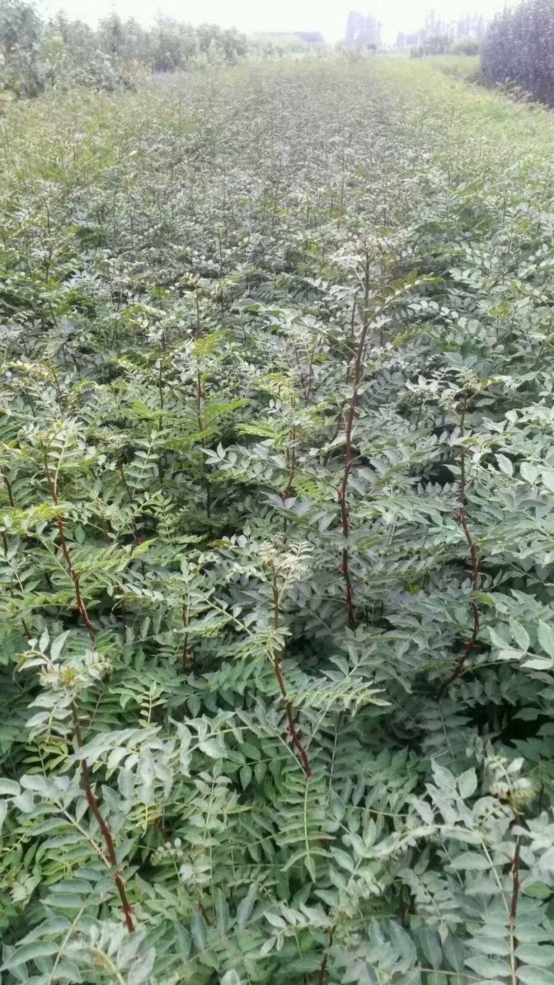 花椒树20~30cm一年苗二年苗保品种