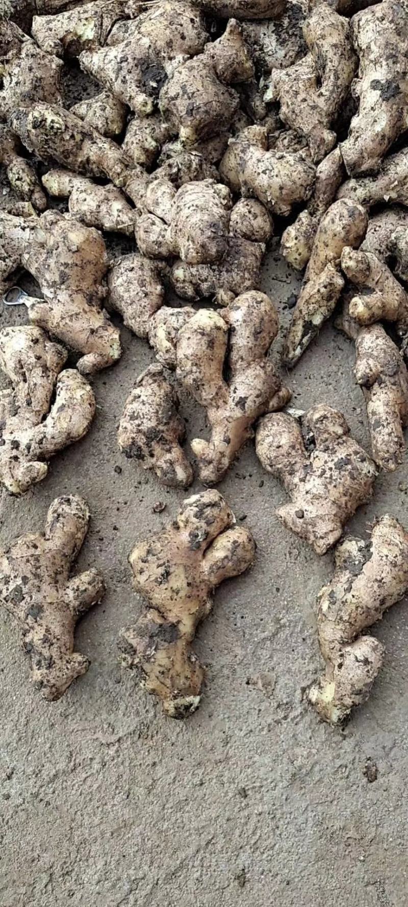 山东优质姜母鲜姜大量供应一手货源保质保量