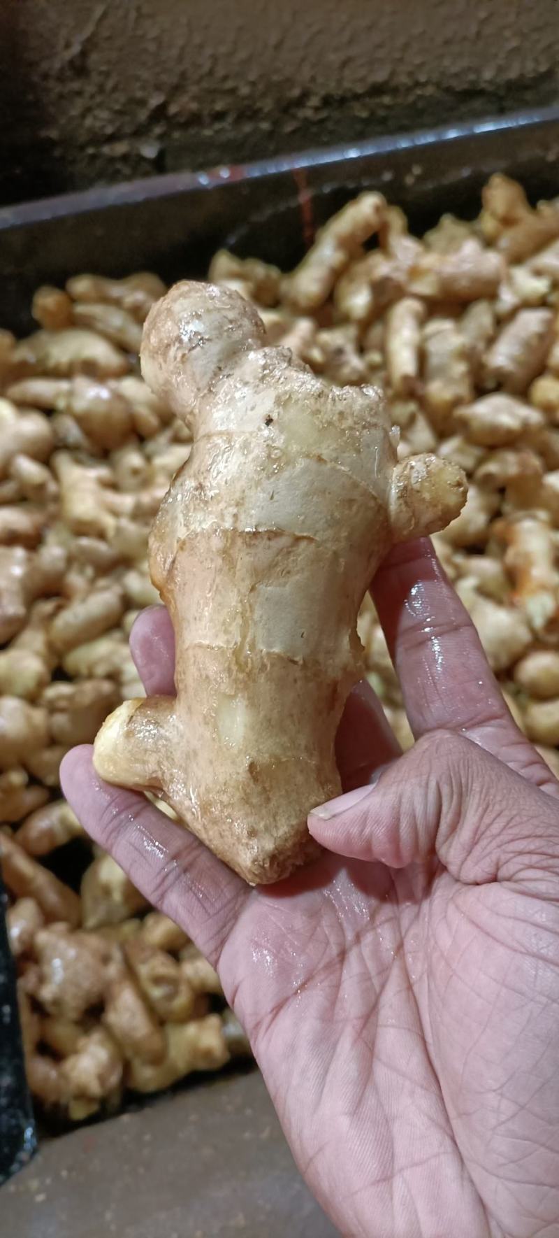 山东优质姜母鲜姜大量供应一手货源保质保量