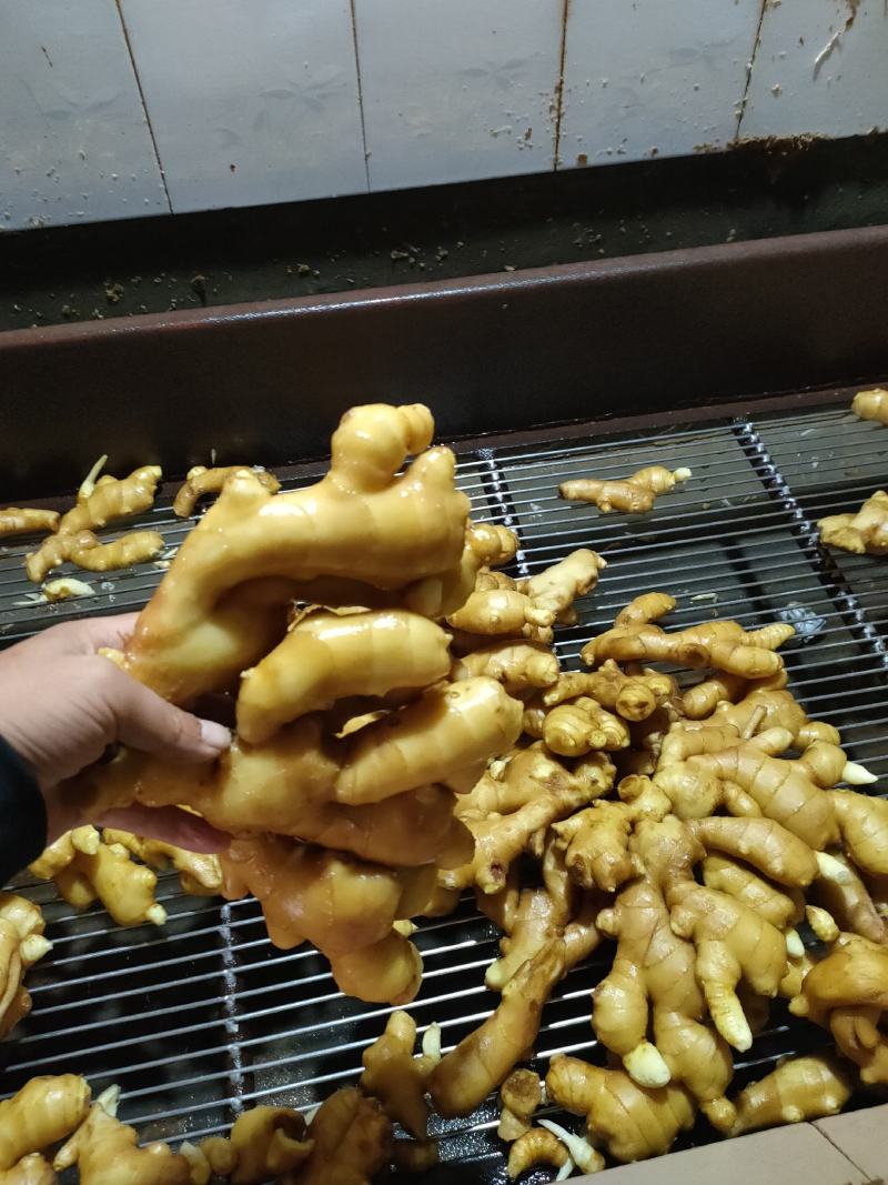 山东优质姜母鲜姜大量供应一手货源保质保量