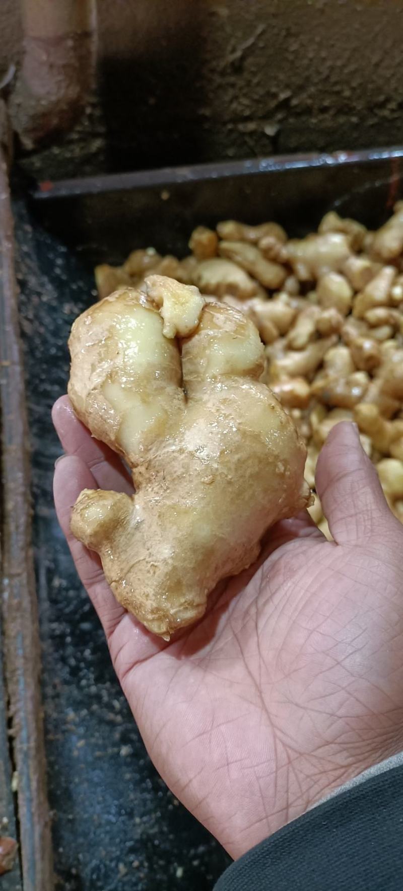 山东优质姜母鲜姜大量供应一手货源保质保量