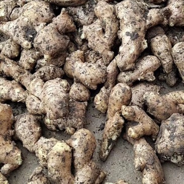 山东优质姜母鲜姜大量供应一手货源保质保量