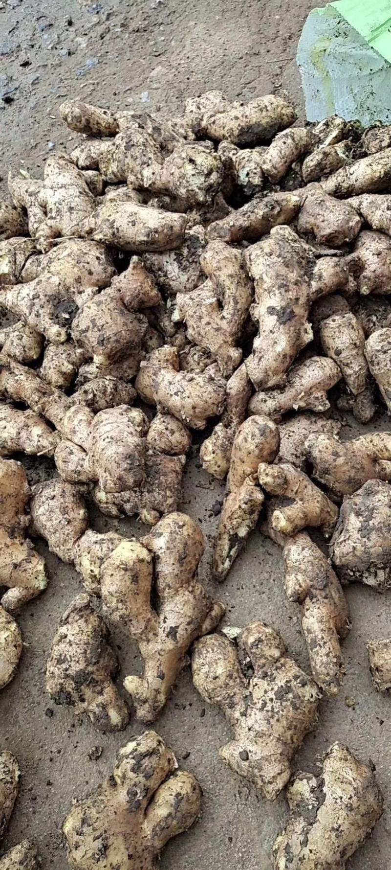 山东优质姜母鲜姜大量供应一手货源保质保量