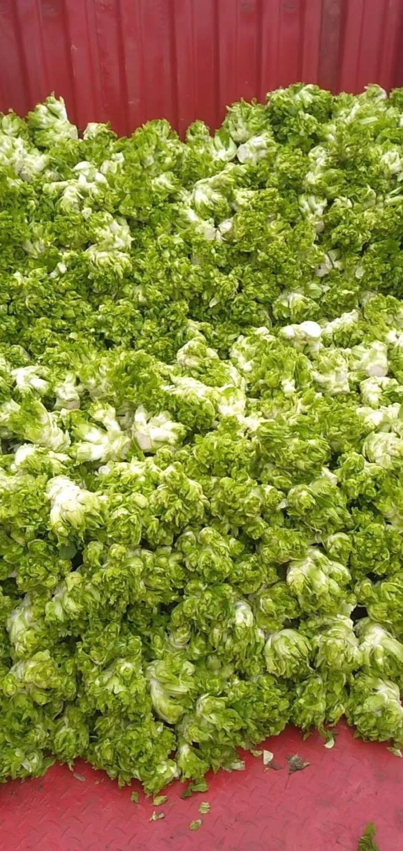 新鲜的10万斤要的朋友赶紧了价格以微信电话为准