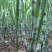 陶山果蔗，竹蔗，青皮白玉甘蔗