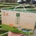 陶山果蔗，竹蔗，青皮白玉甘蔗