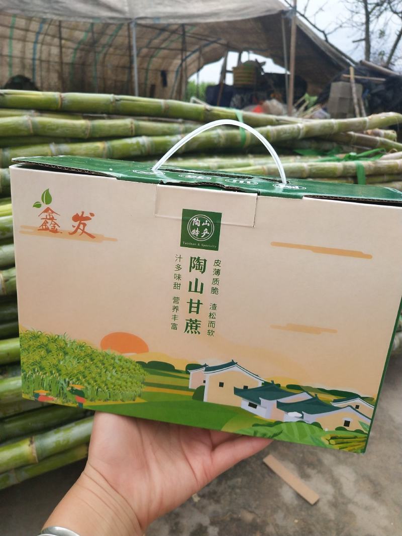 陶山果蔗，竹蔗，青皮白玉甘蔗