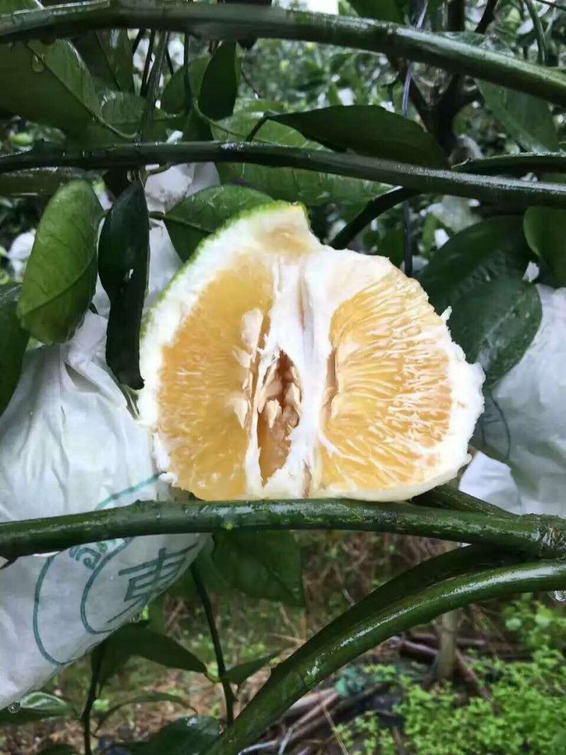 产地直发爆汁葡萄柚苗.甜葡萄柚苗.品质纯正葡萄柚可签合同
