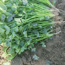中叶铁杆青香菜25～30厘米！地里采摘当天供货