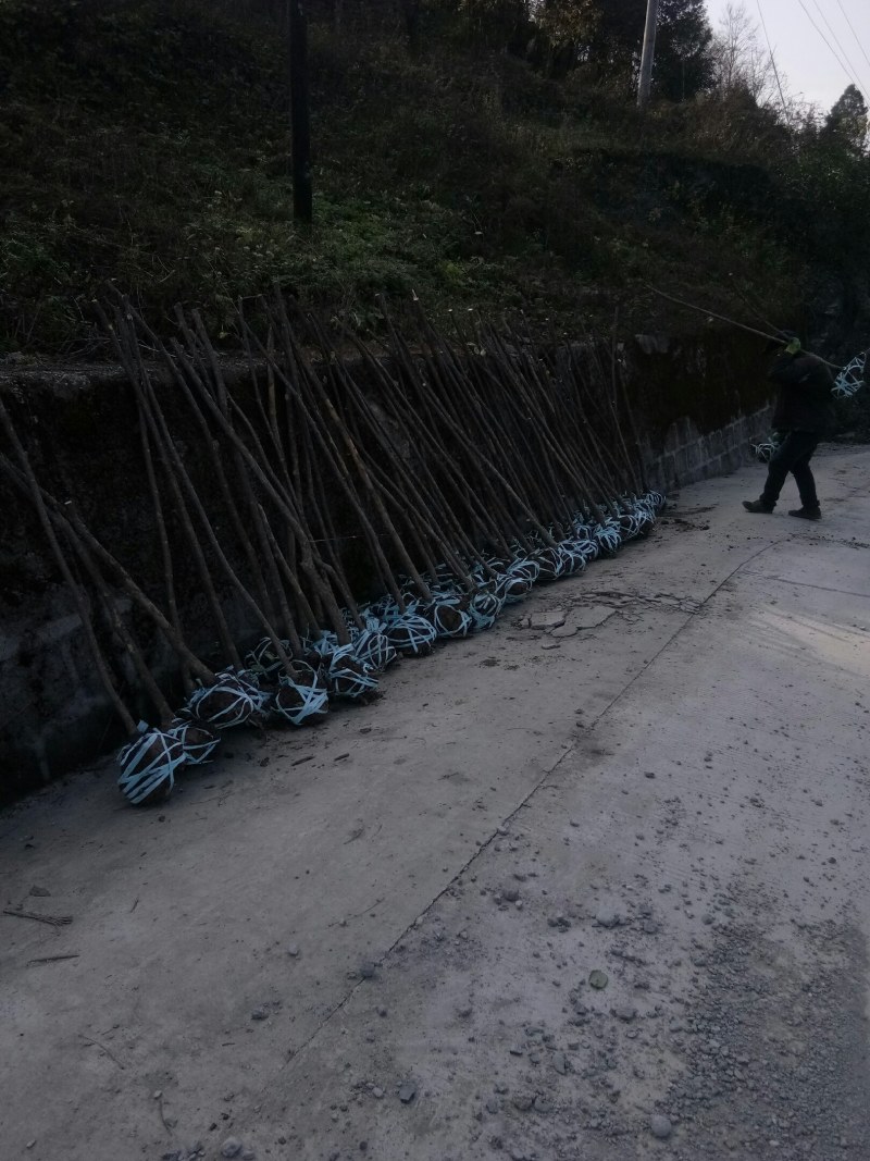 山茱萸苗优质无污染原生态优质
