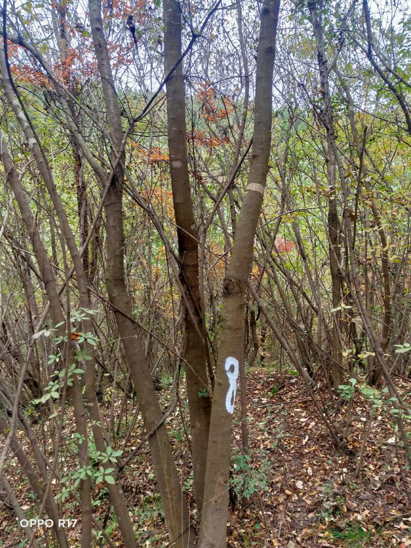 丛生黄连木（大小规格单棵黄连木）