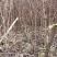 山茱萸苗优质无污染原生态优质