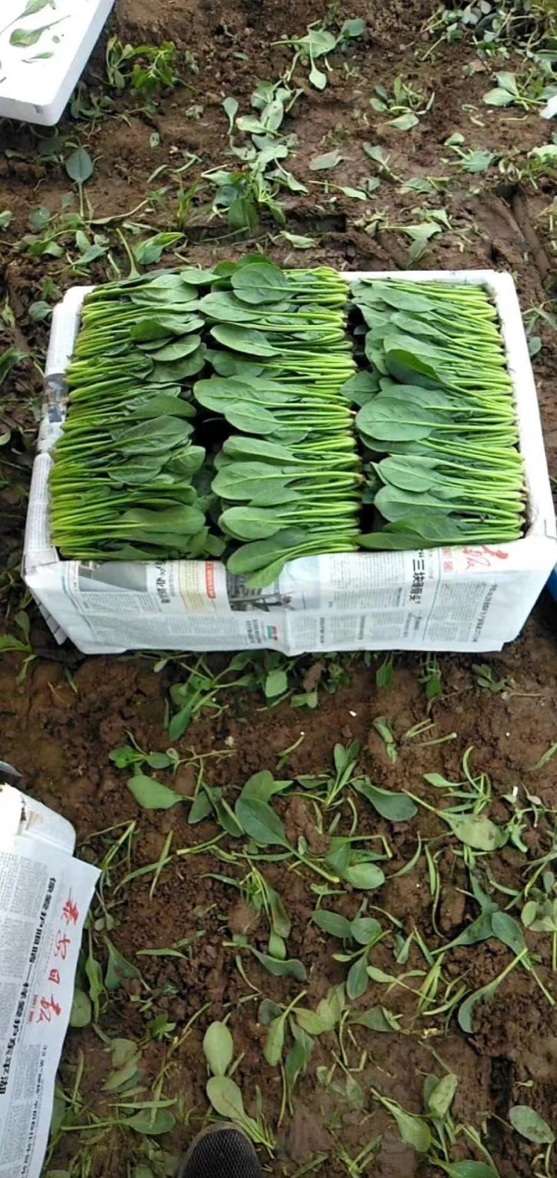 精品万亩菠菜品种齐全各种包装代发全国