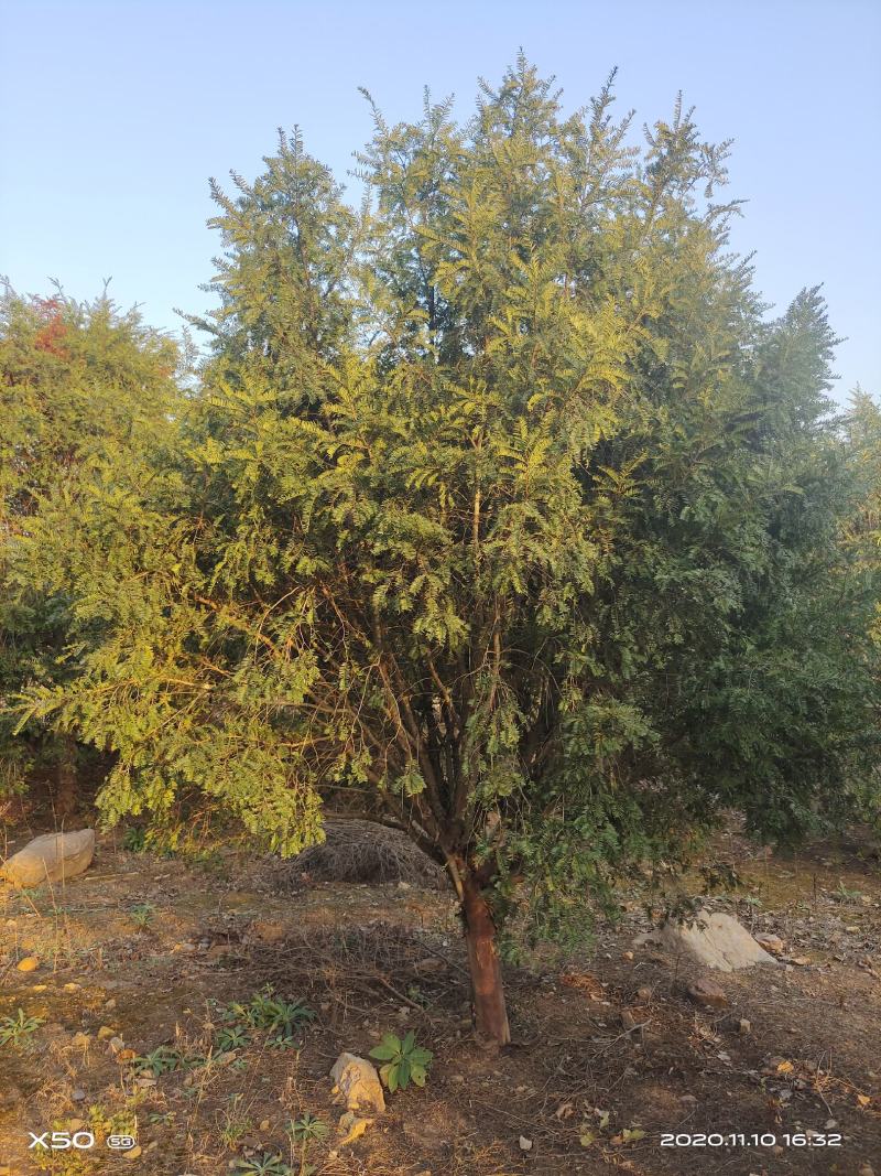 河南南阳大批供应精品10-23公分，南方红豆杉