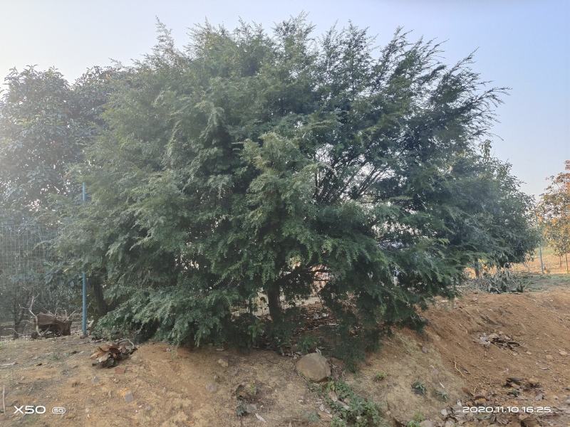 河南南阳大批供应精品10-23公分，南方红豆杉