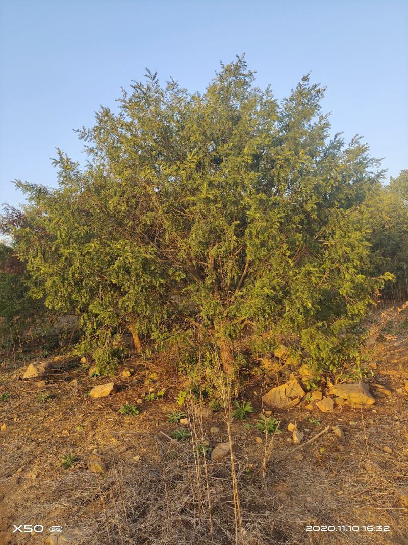 河南南阳大批供应精品10-23公分，南方红豆杉