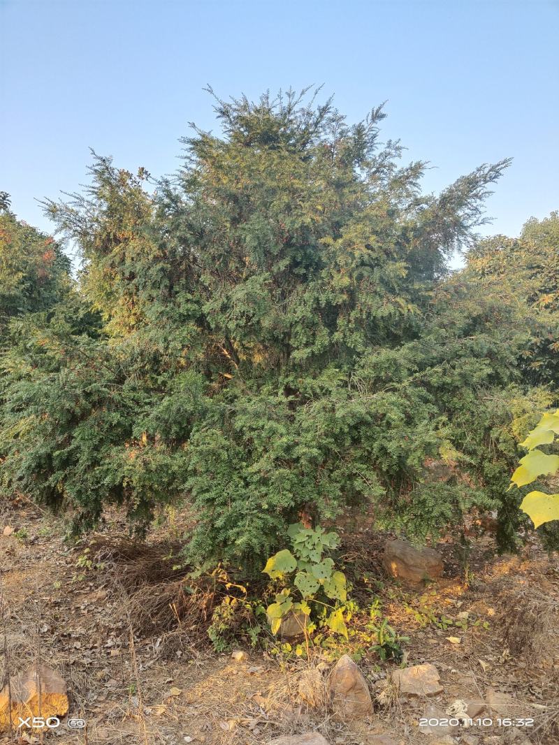 河南南阳大批供应精品10-23公分，南方红豆杉