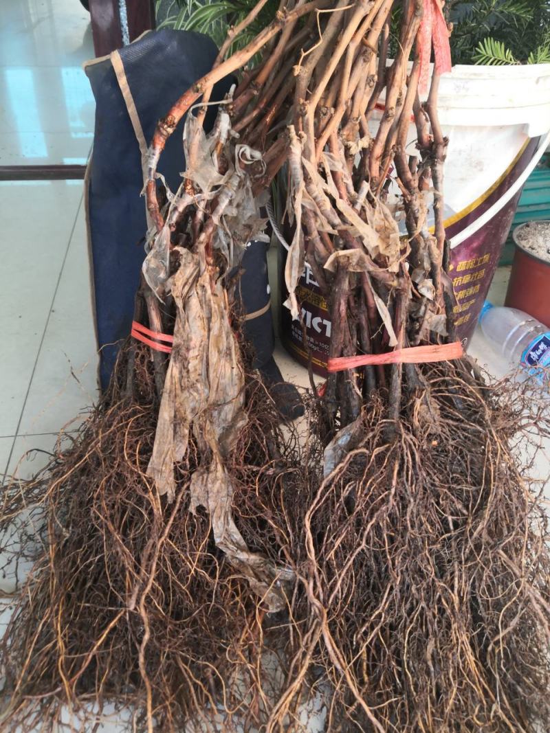 红提葡萄苗，红地球，晚红一年生贝达嫁接葡萄苗晚熟