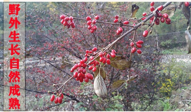 河南南阳西峡/山茱萸肉，品质优选/药厂直采基地