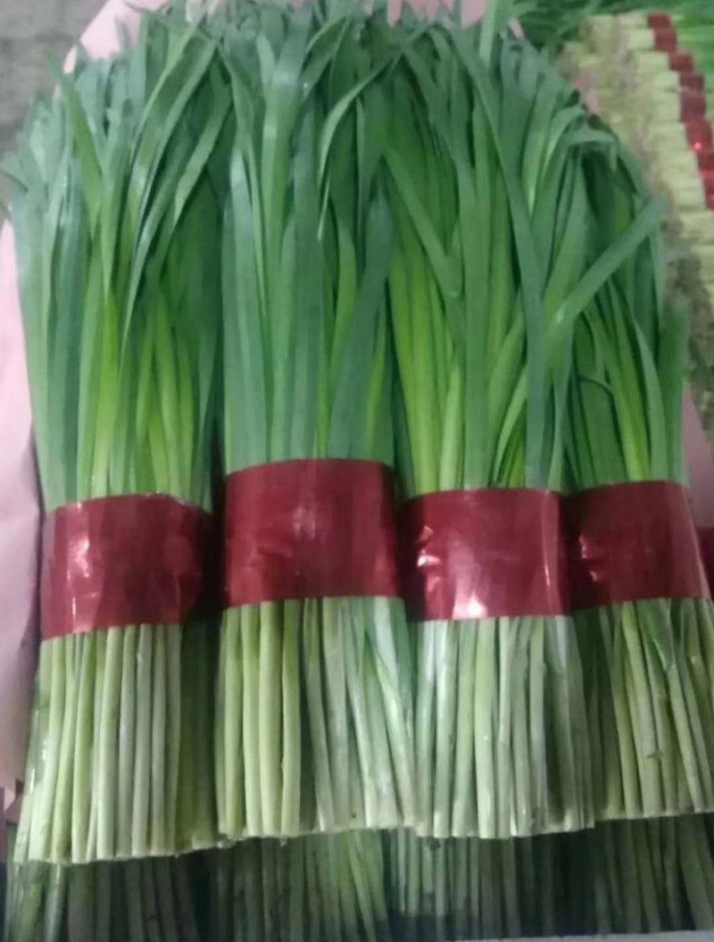 寿光精品韭菜大量上市中