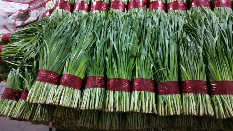 寿光精品韭菜大量上市中