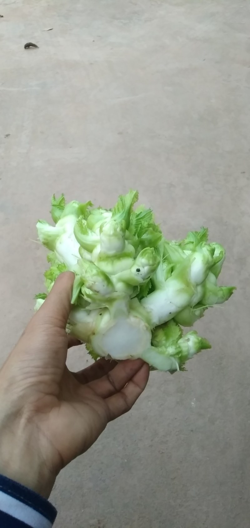儿菜量大做工好质量越来越好