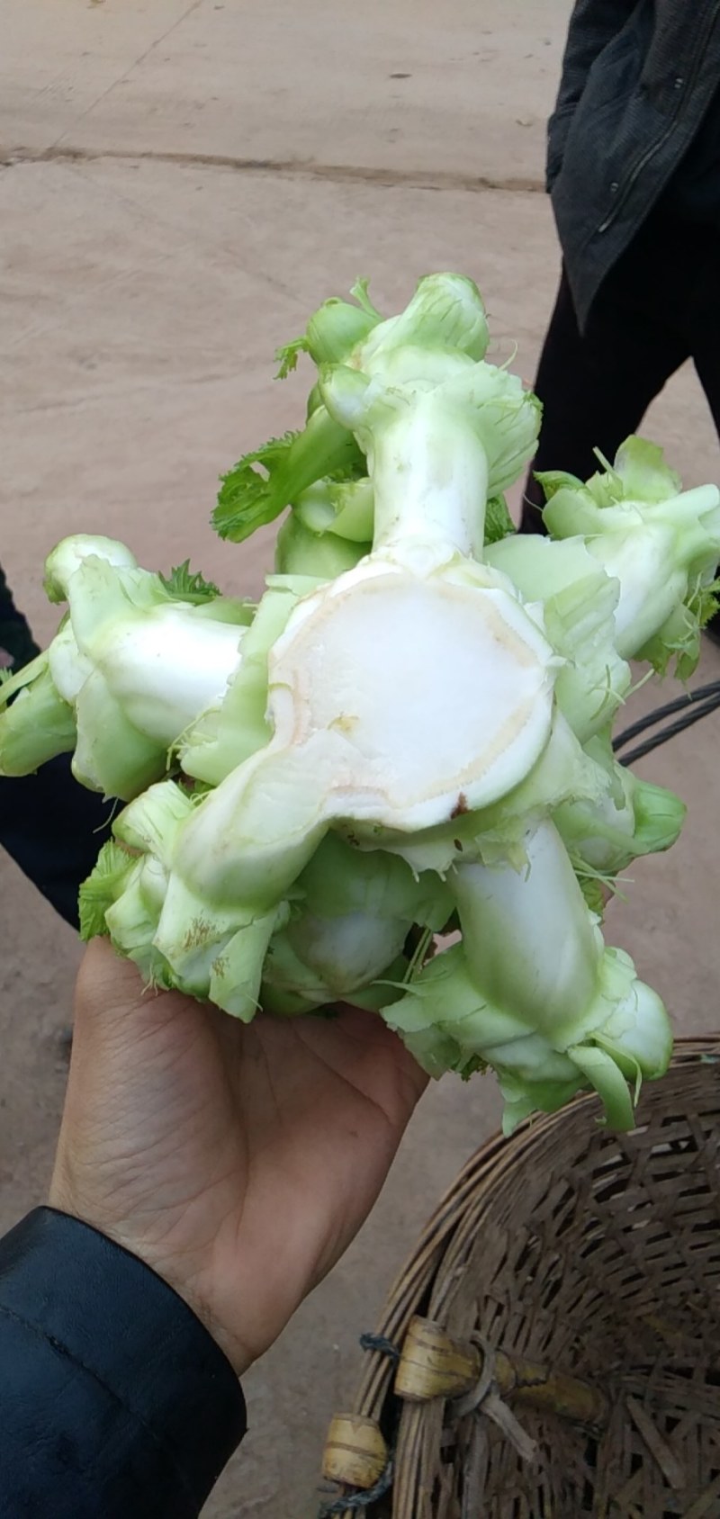 儿菜量大做工好质量越来越好