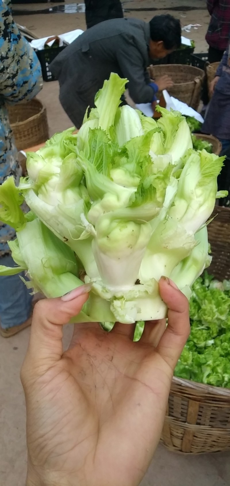 儿菜量大做工好质量越来越好