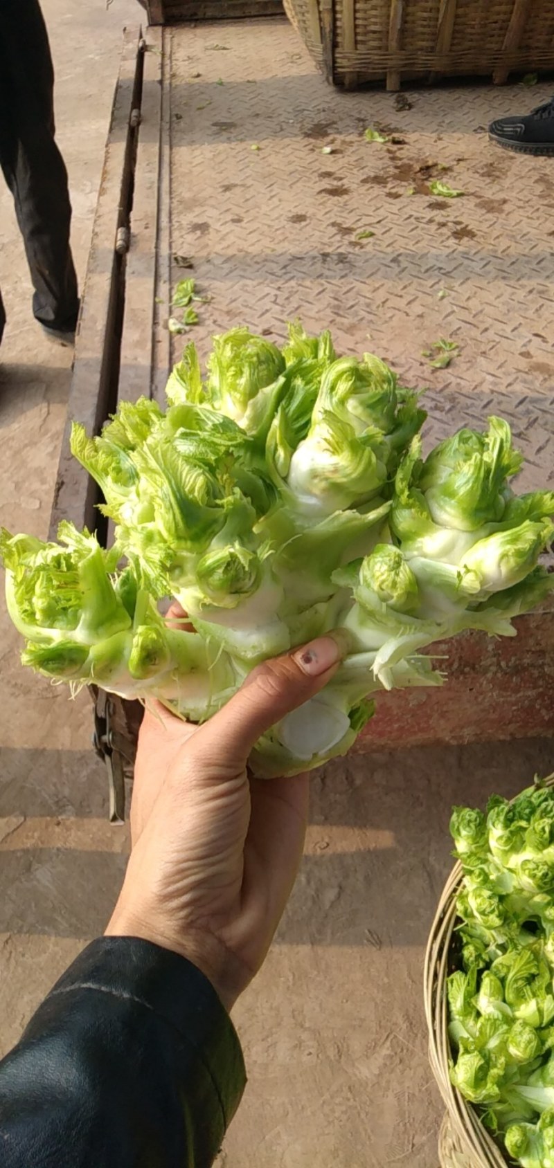 儿菜量大做工好质量越来越好