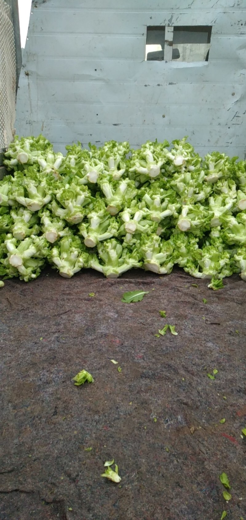 儿菜量大做工好质量越来越好