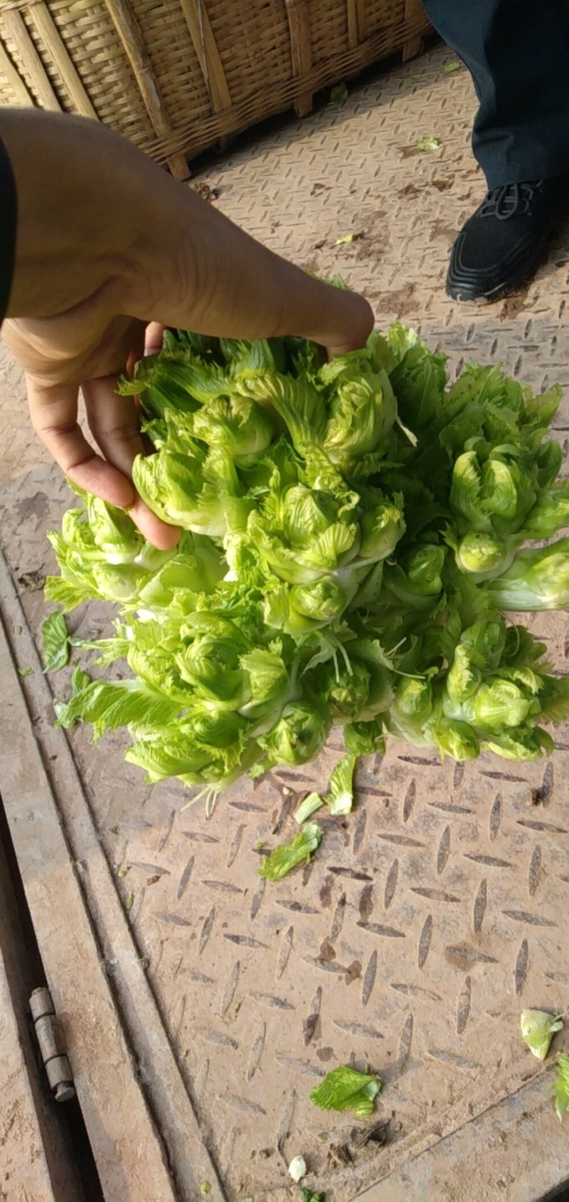 儿菜量大做工好质量越来越好